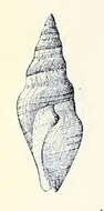 Image of Megasurcula tremperiana (Dall 1911)