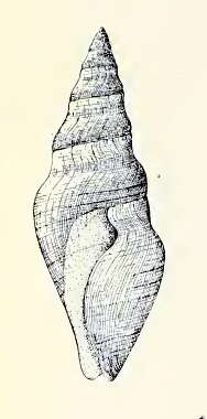 Image de Megasurcula tremperiana (Dall 1911)