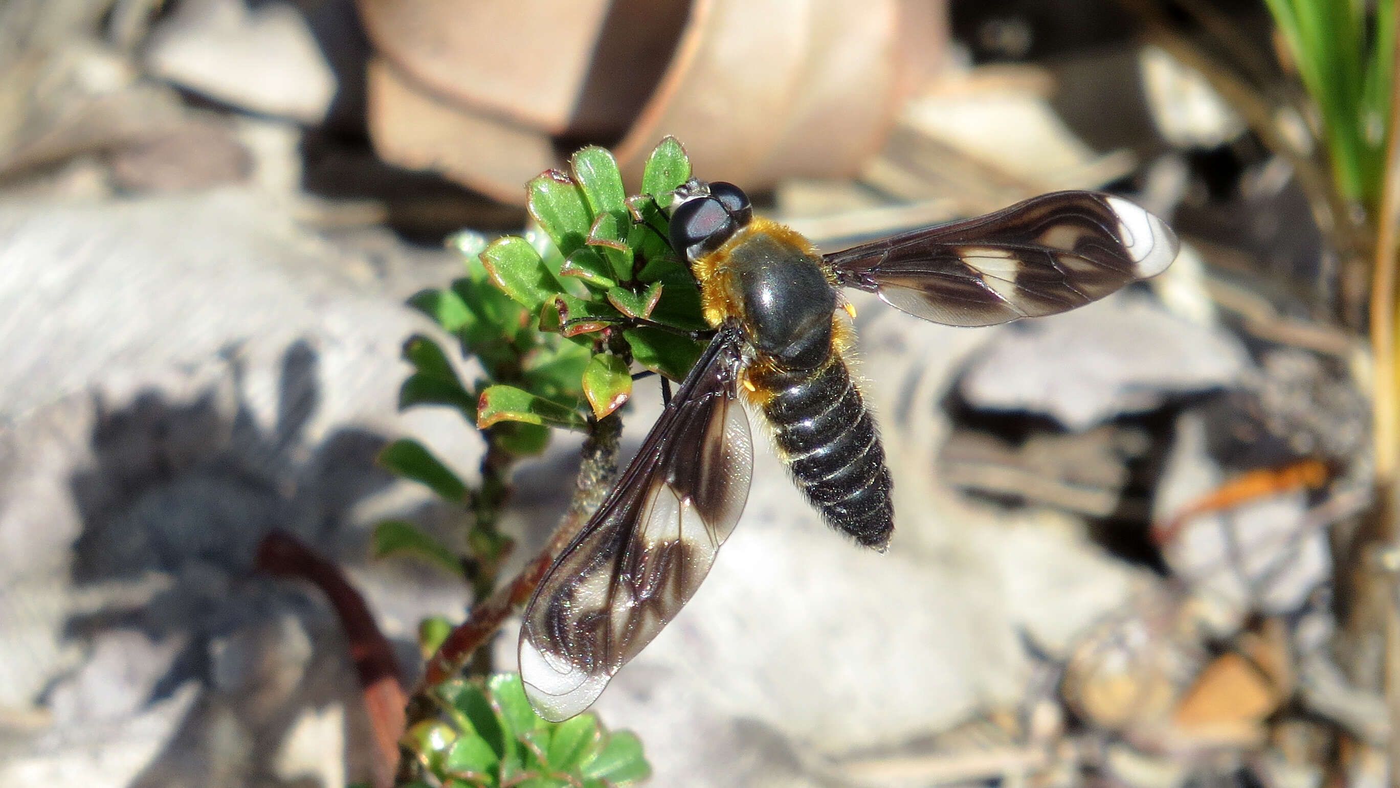 Image of Bee fly