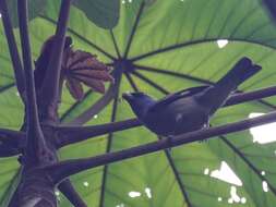 Image of Yellow-winged Tanager