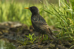 Image of Sturnus Linnaeus 1758