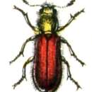 Image of Psoinae