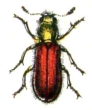 Image of Psoinae