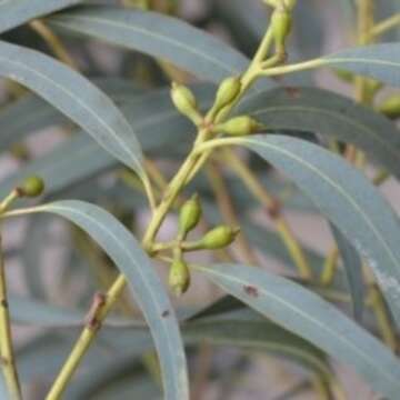 Image of Eucalyptus wilcoxii D. J. Boland & D. A. Kleinig