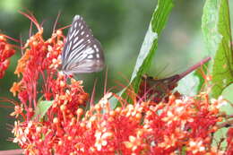 Imagem de Clerodendrum paniculatum L.