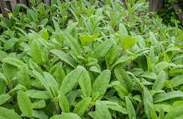 Imagem de Salvia officinalis L.