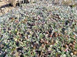 Image of Mouse-ear-hawkweed