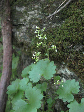 Image of coolwort