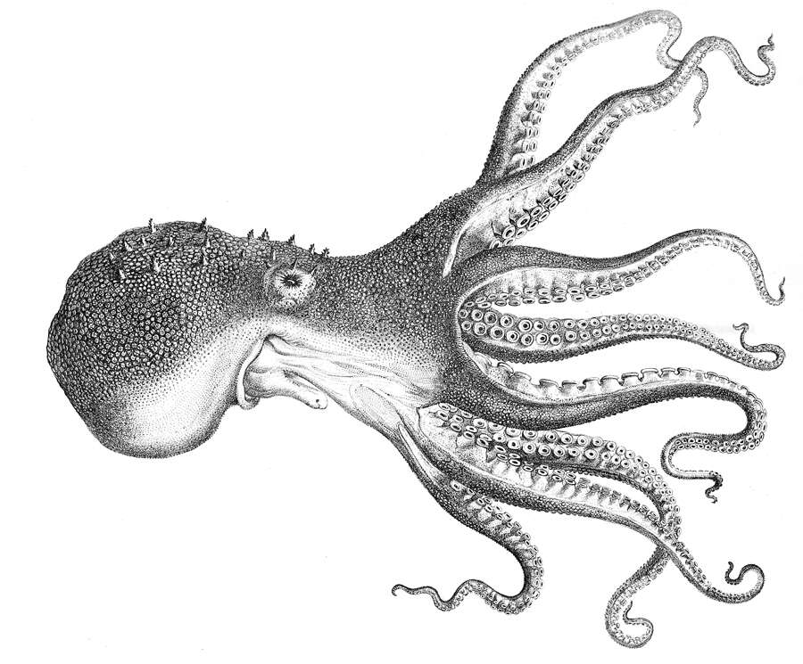 Image of Pale octopus
