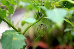 Plancia ëd Physalis lagascae Roem. & Schult.