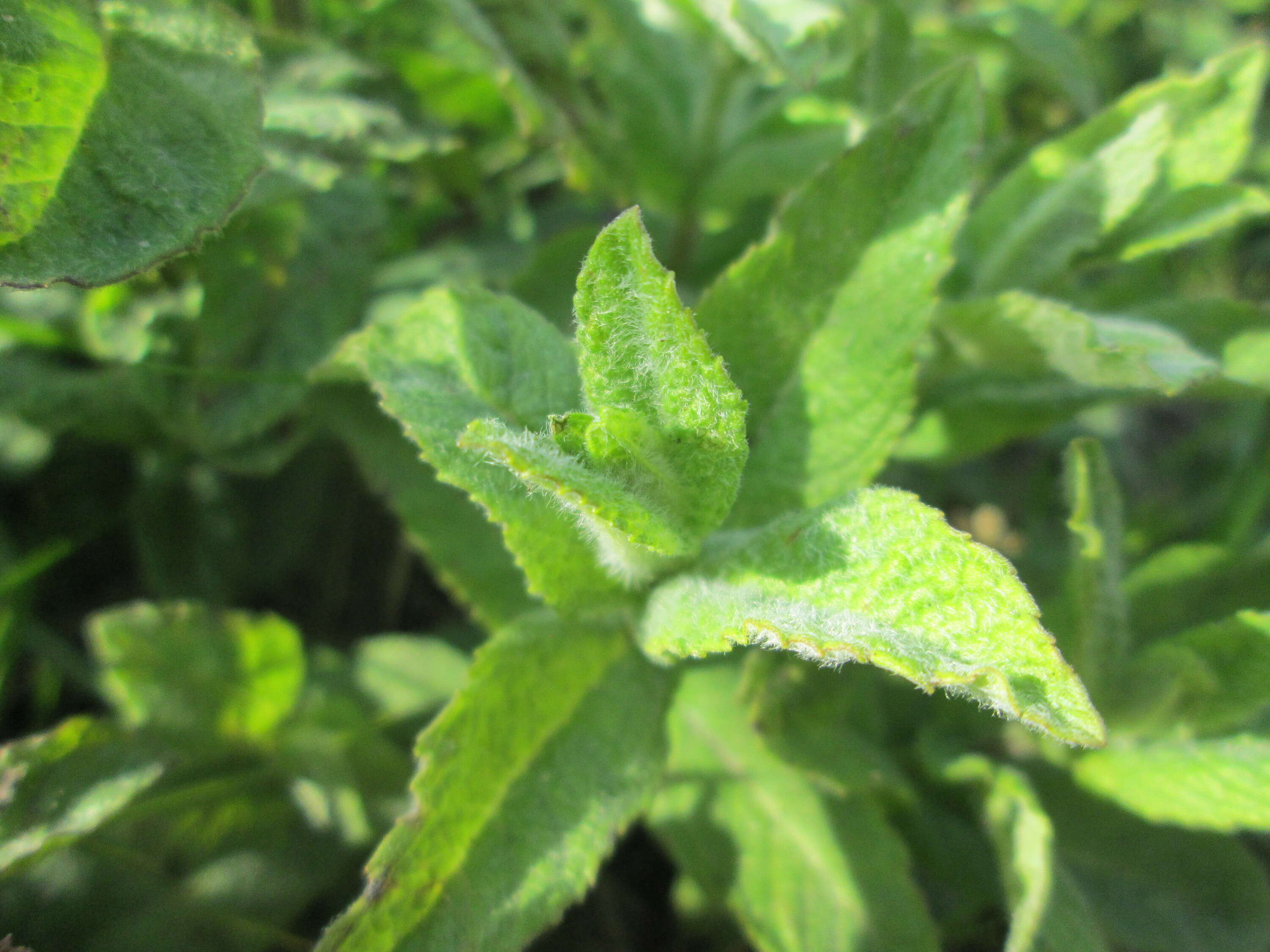 Image of Horse Mint