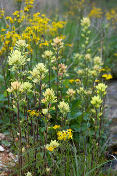 Image of scarlet Indian paintbrush