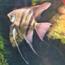 Image of Leopold's Angelfish