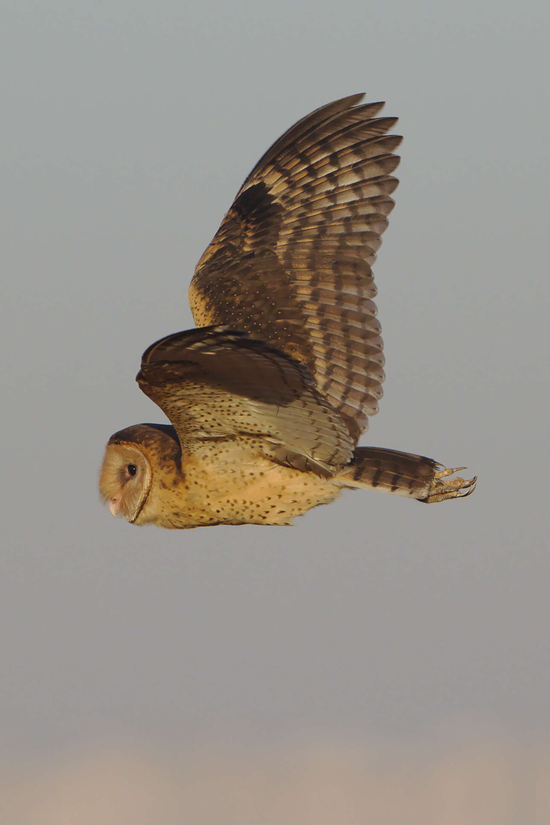 Image of African Grass Owl