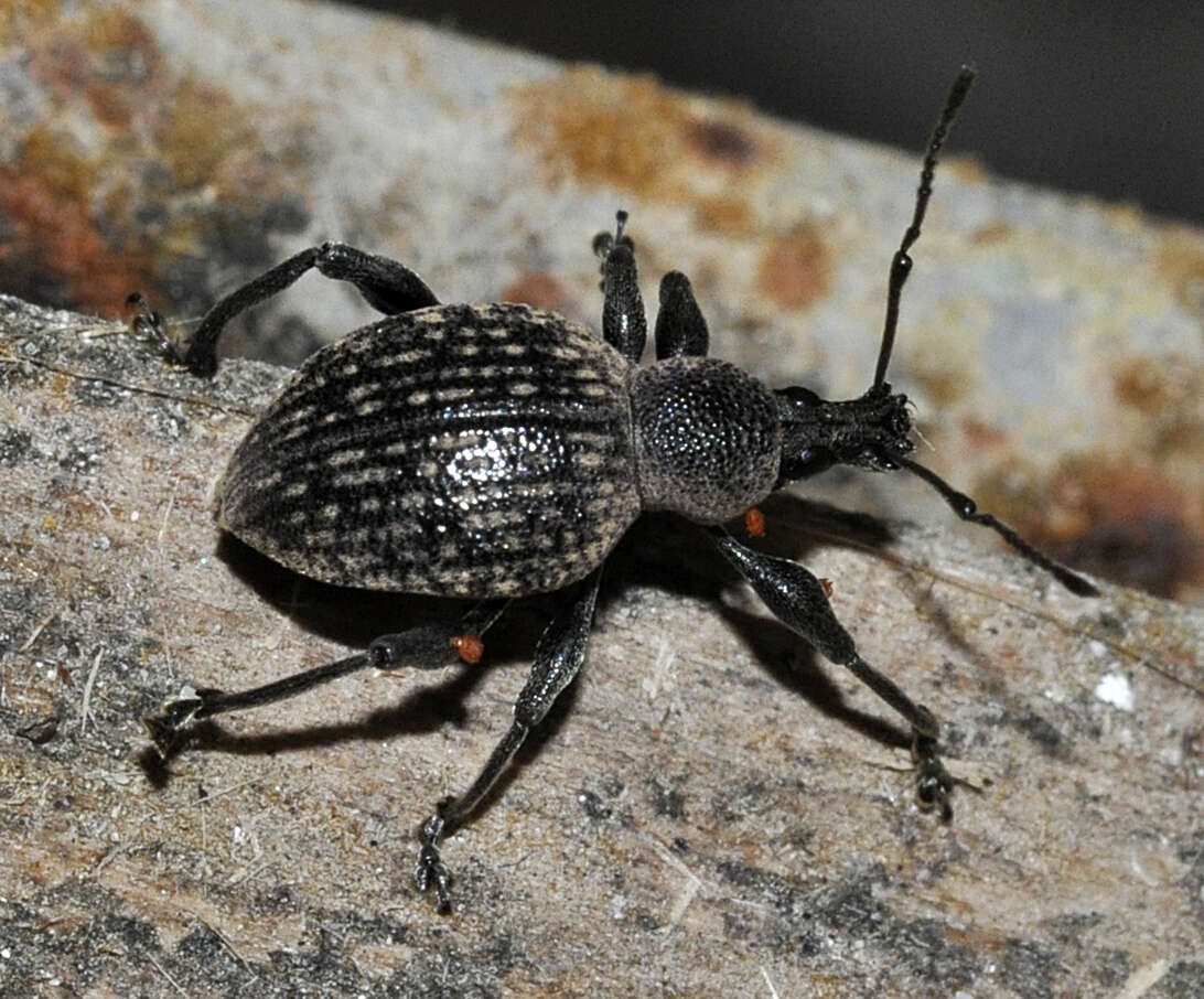 Otiorhynchus (Otiorhynchus) armadillo (Rossi 1792) resmi