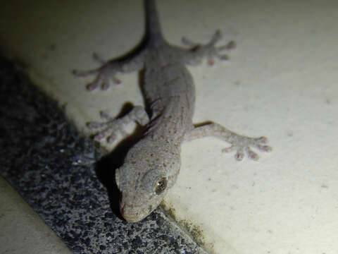 Image of Schlegel's Japanese Gecko