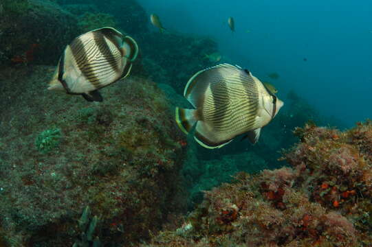 Image of Banded Butterflyfish