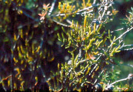 Image of Mistletoes