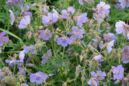 Image of Wood Crane's-bill