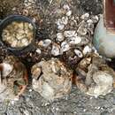 Image of Slipper cupped oyster