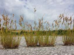 Juncus tenuis Willd. resmi