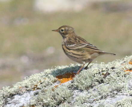 Image of Meadow Pipit