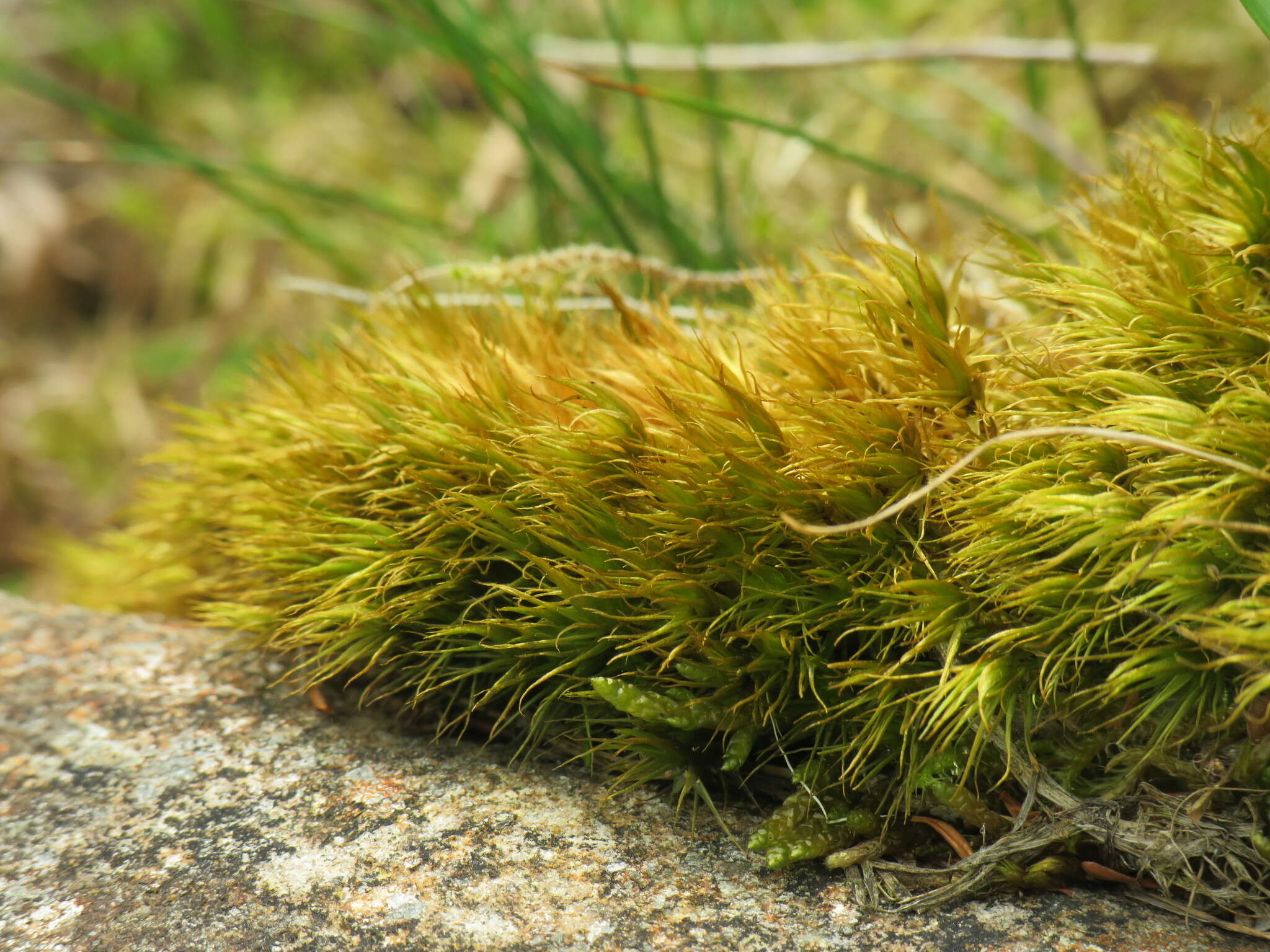 Image of Broom Moss