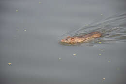 Image of Brown Rat