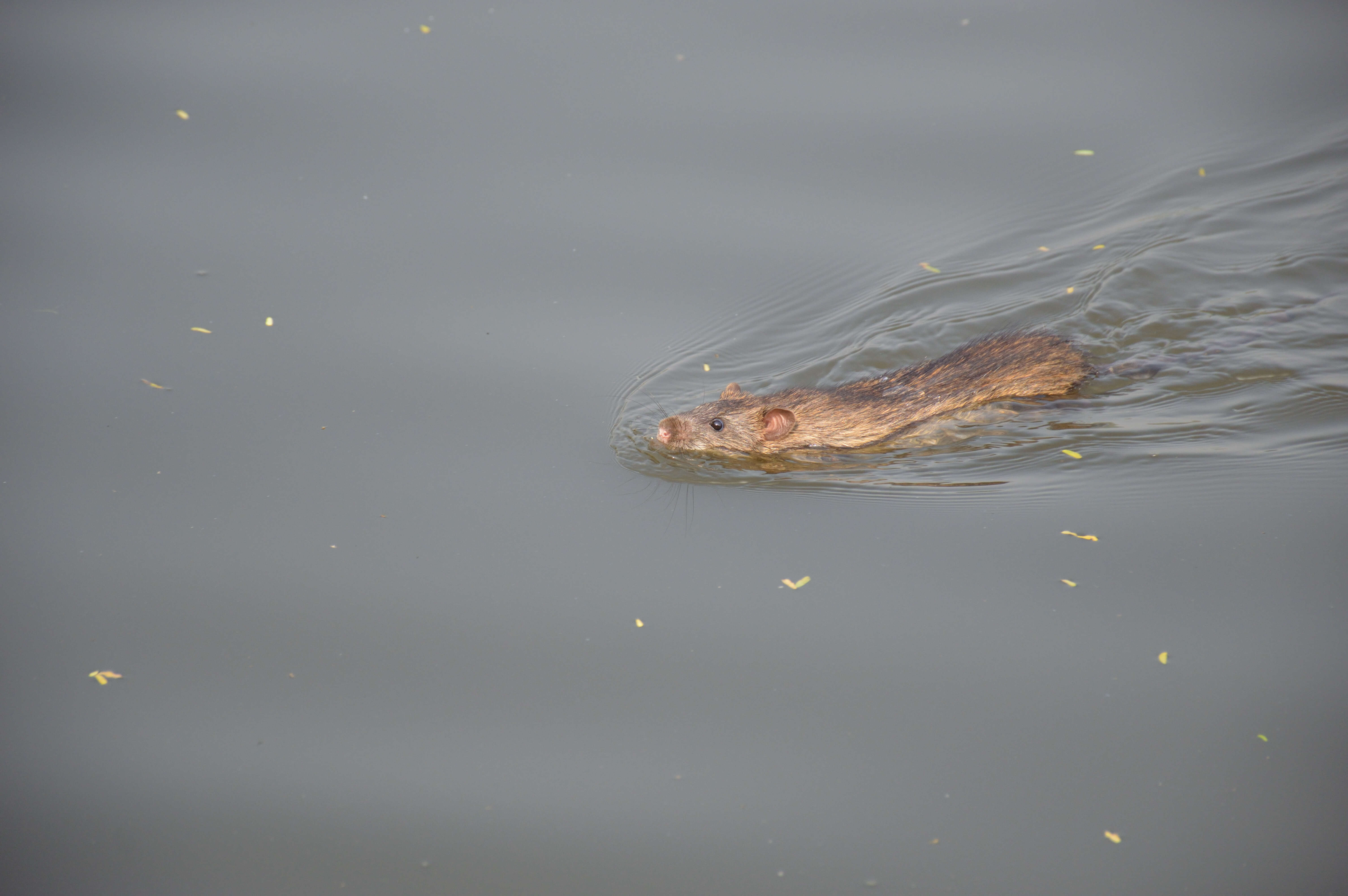 Image of Brown Rat