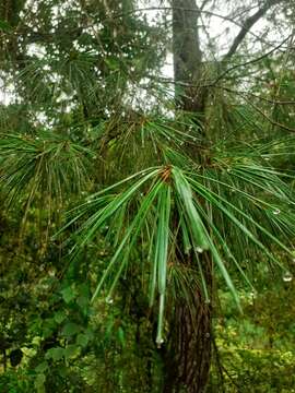 Pinus strobus var. chiapensis Martínez resmi