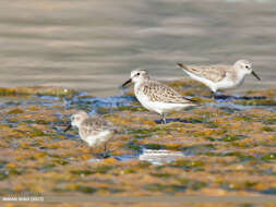 Imagem de Calidris minuta (Leisler 1812)