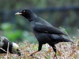 Image of Crested Myna