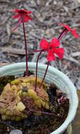 Sivun Pinguicula laueana F. Speta & F. Fuchs kuva