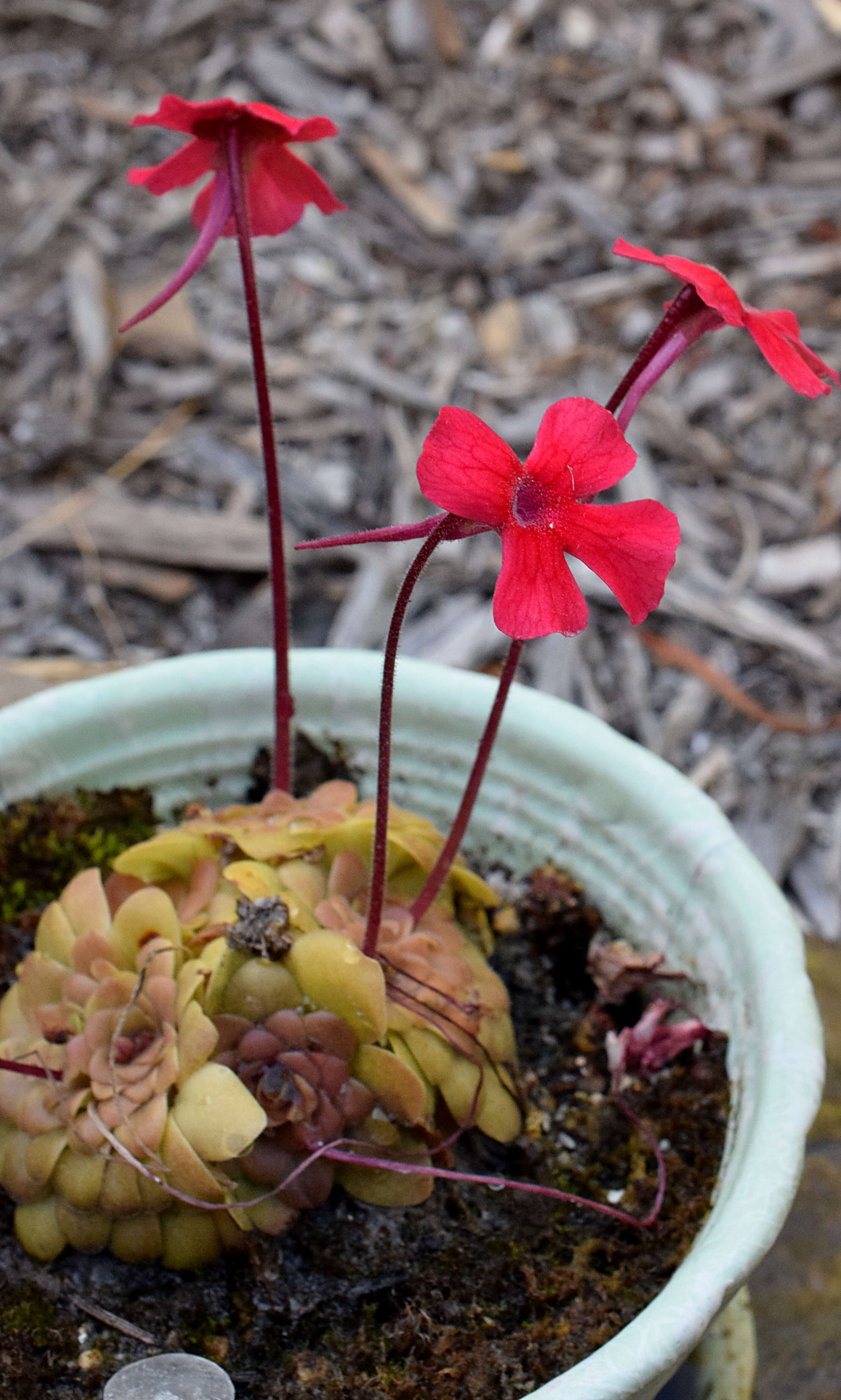 Sivun Pinguicula laueana F. Speta & F. Fuchs kuva