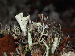 Image of Cladonia macilenta