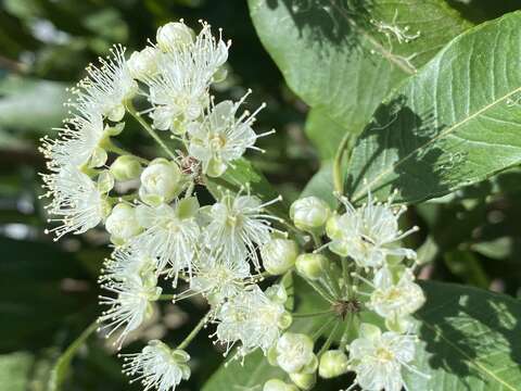 Image of Lemon Myrtle