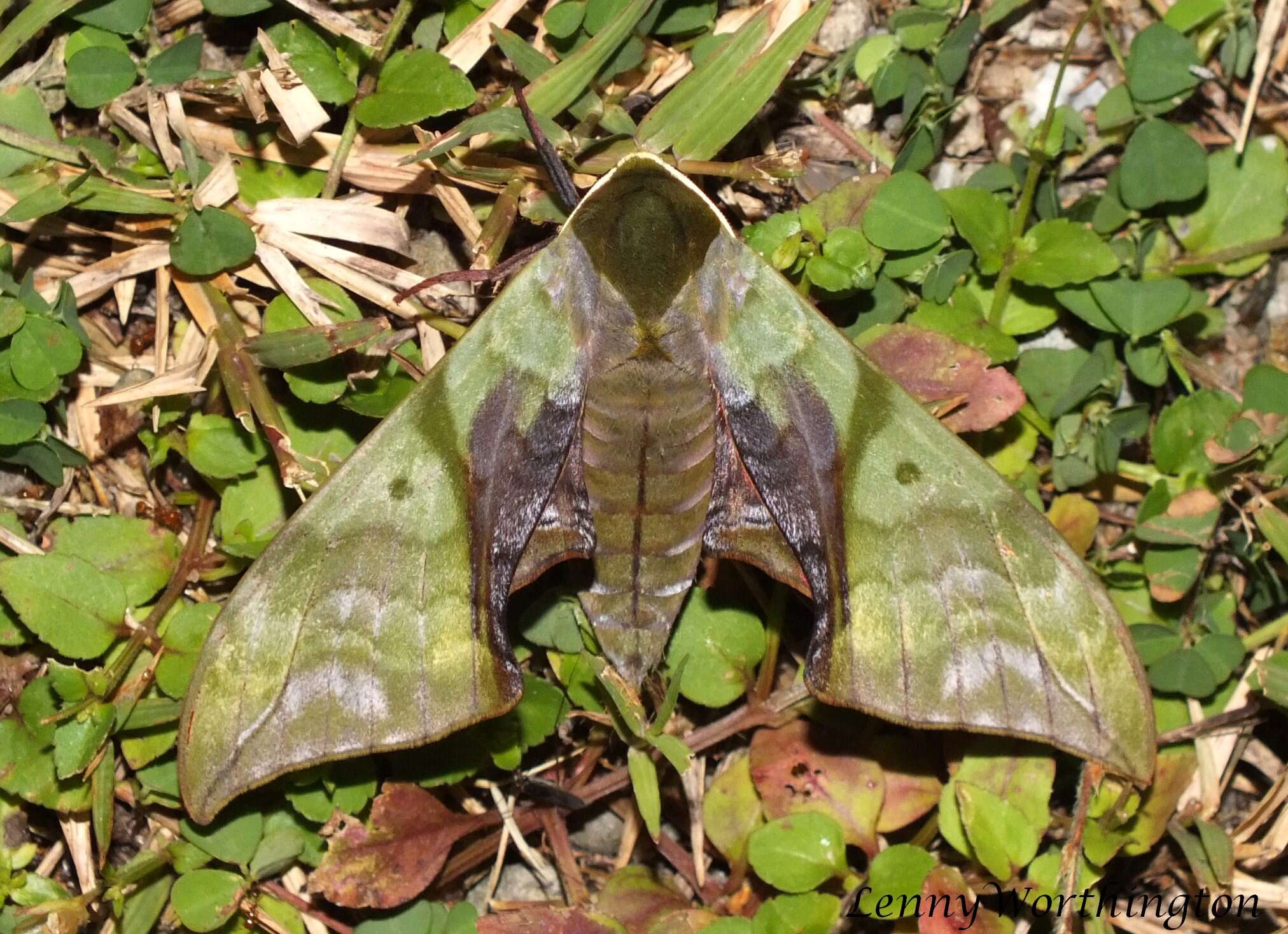 Image of Callambulyx rubricosa (Walker 1856)