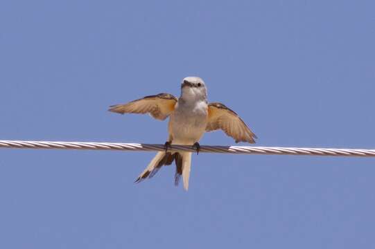 Image of Scissor-tailed Flycatcher