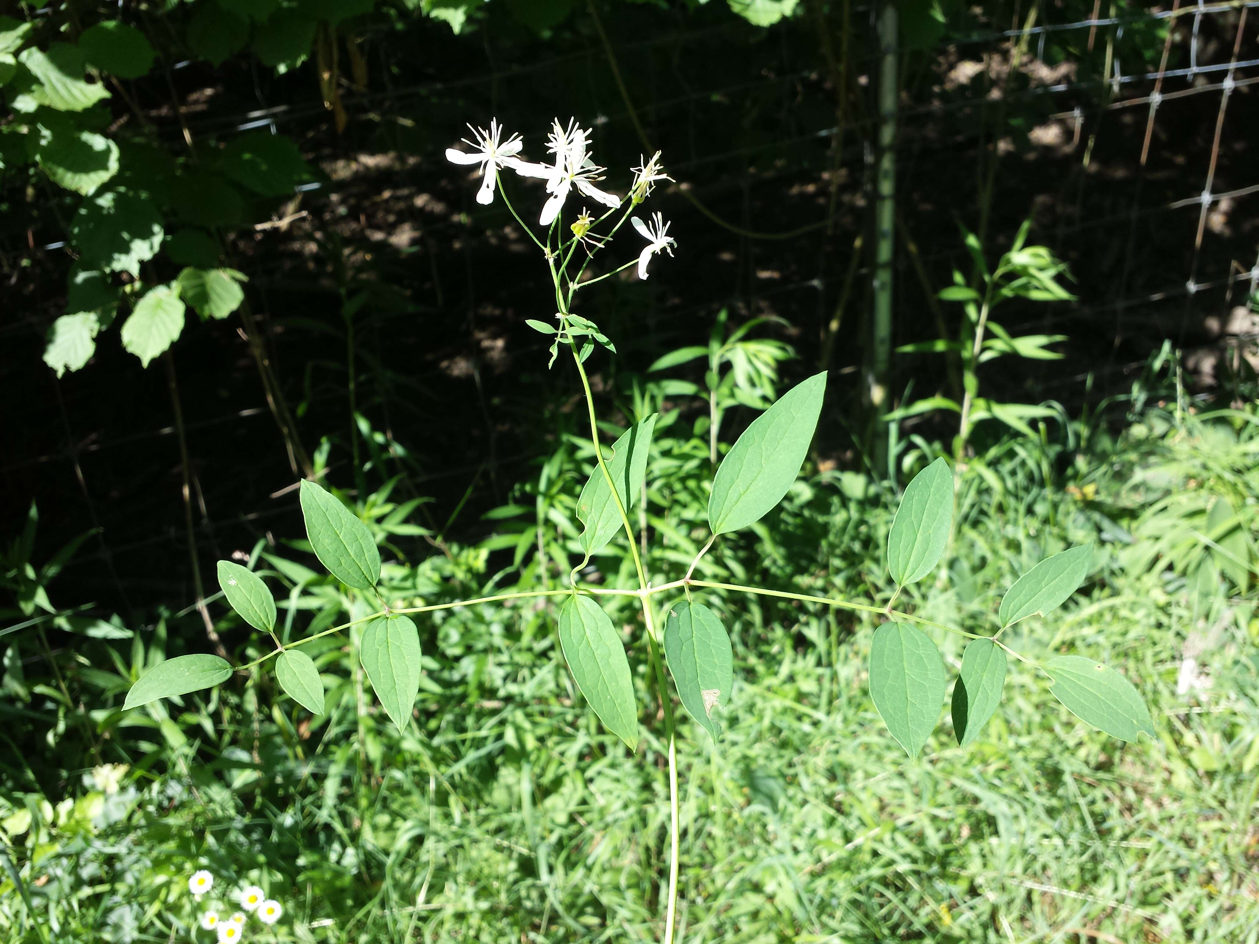 Imagem de Clematis recta L.