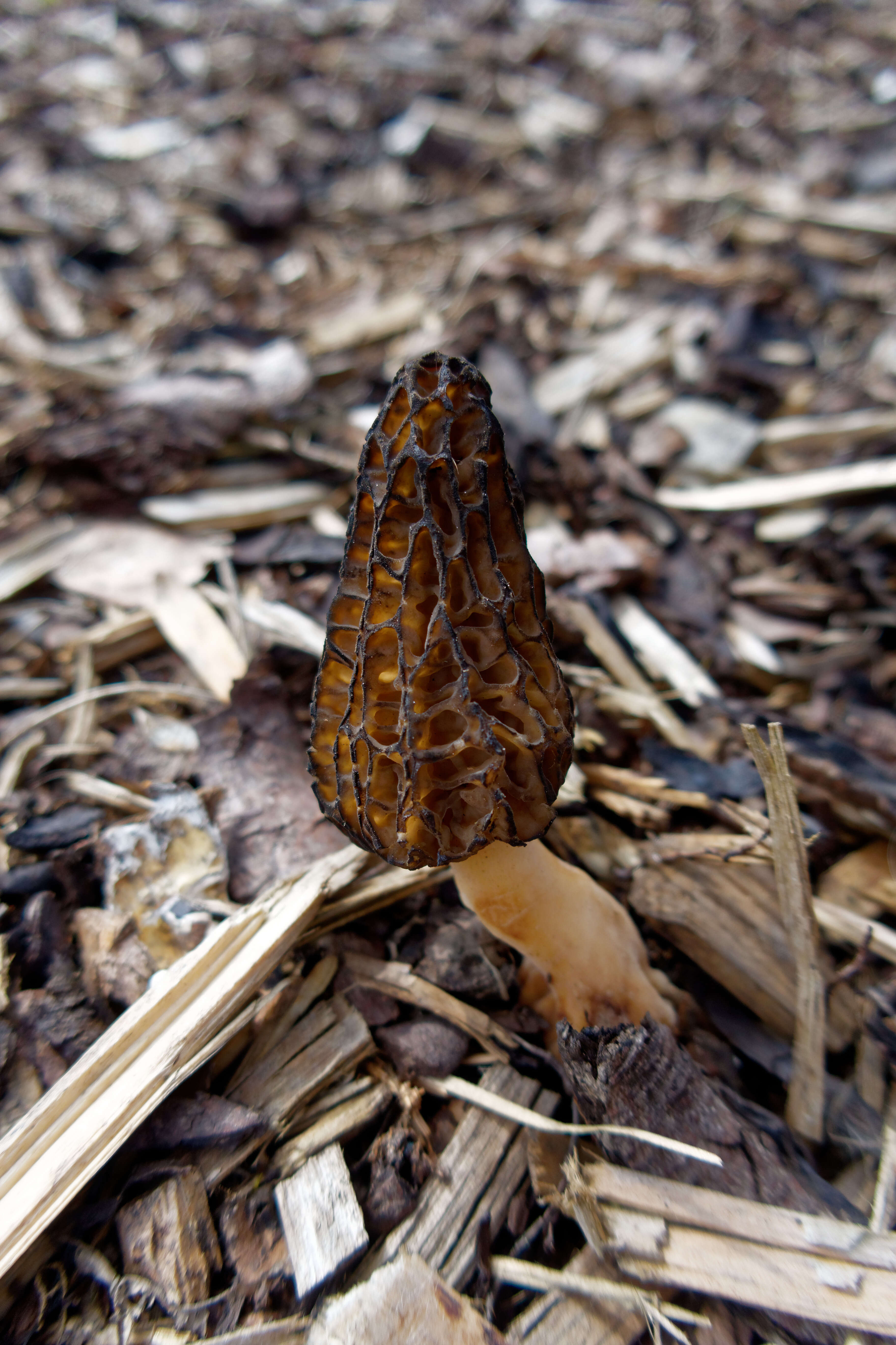 Image of Morchella elata Fr. 1822