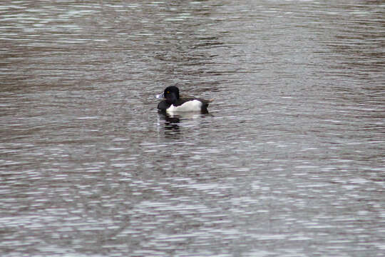 Image of Ring-necked Duck