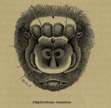 Image of Fly River Leaf-nosed Bat