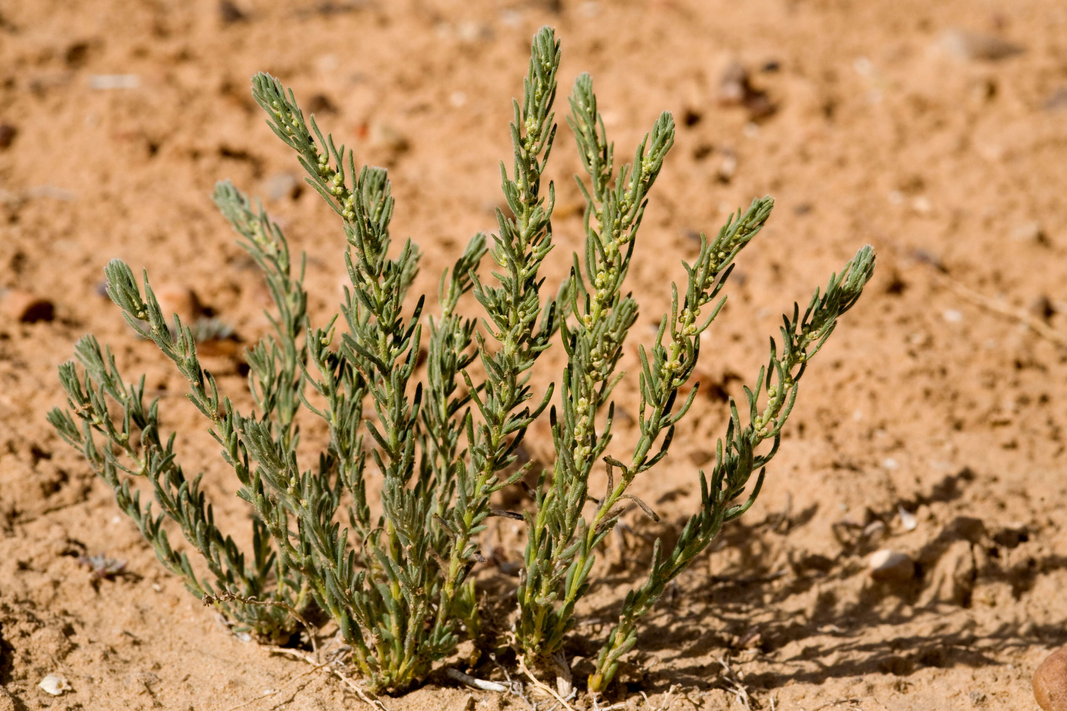 Plancia ëd Neokochia americana (S. Watson) G. L. Chu & S. C. Sand.