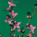 Image of Boronia ruppii Cheel