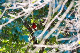 Image of Cardinalis Bonaparte 1838