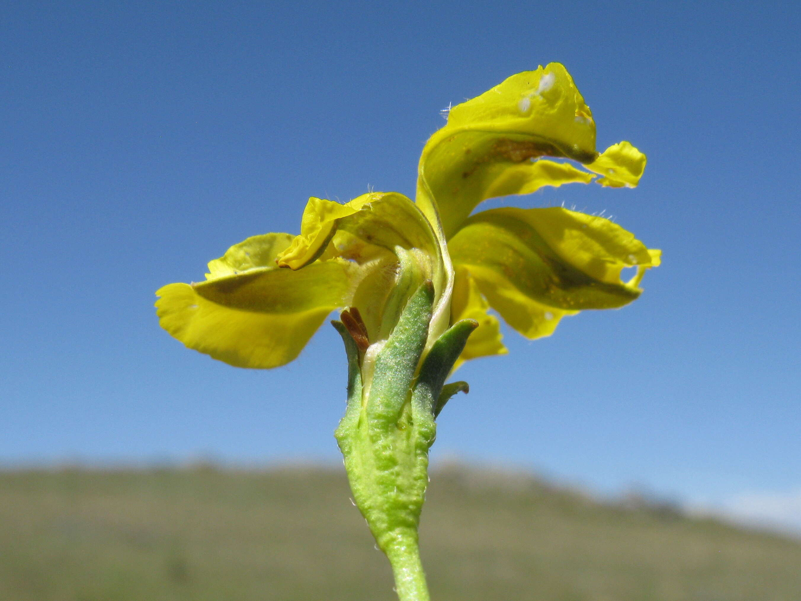 Image of Goodenia pinnatifida Schltdl.