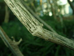 Image of Bengal clock vine