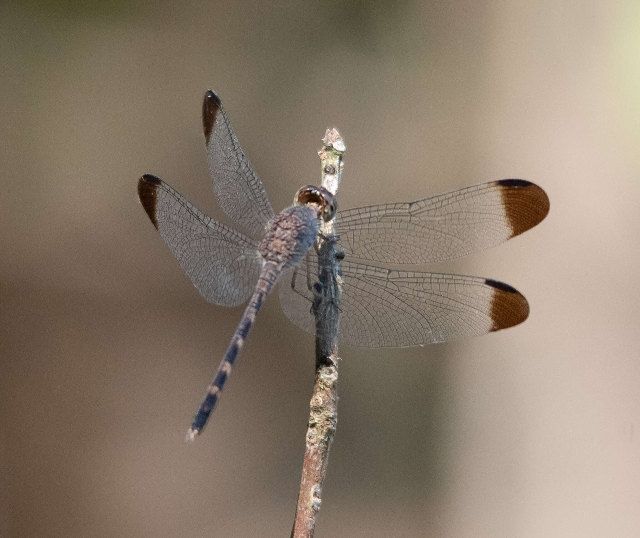 Image of Uracis imbuta (Burmeister 1839)