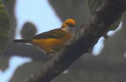 Image of Silver-throated Tanager