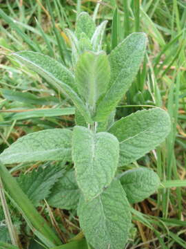 Image of Horse Mint